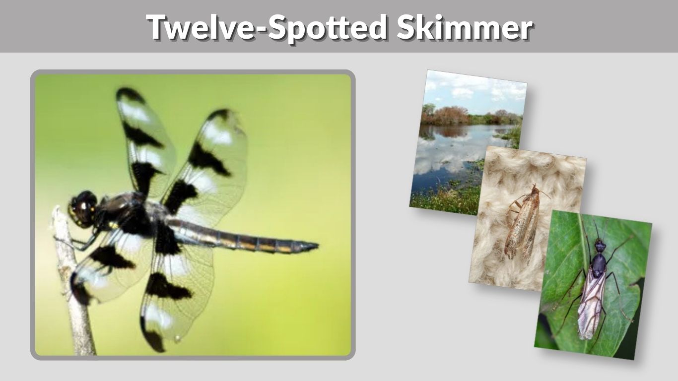 Twelve-Spotted Skimmer: Identification, Size, and Facts