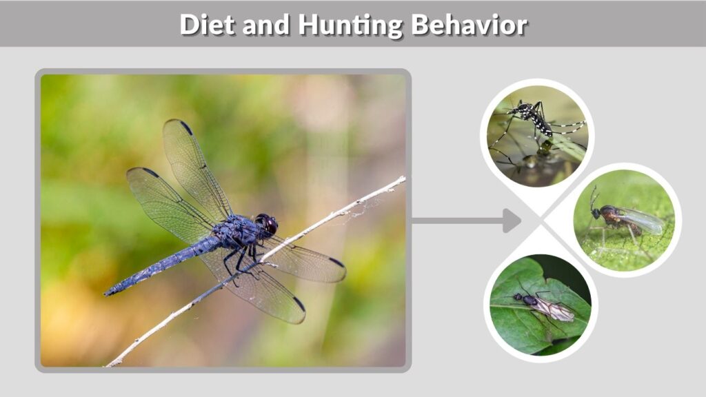 Diet and Hunting Behavior
