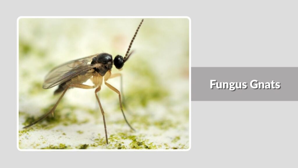Fungus Gnats