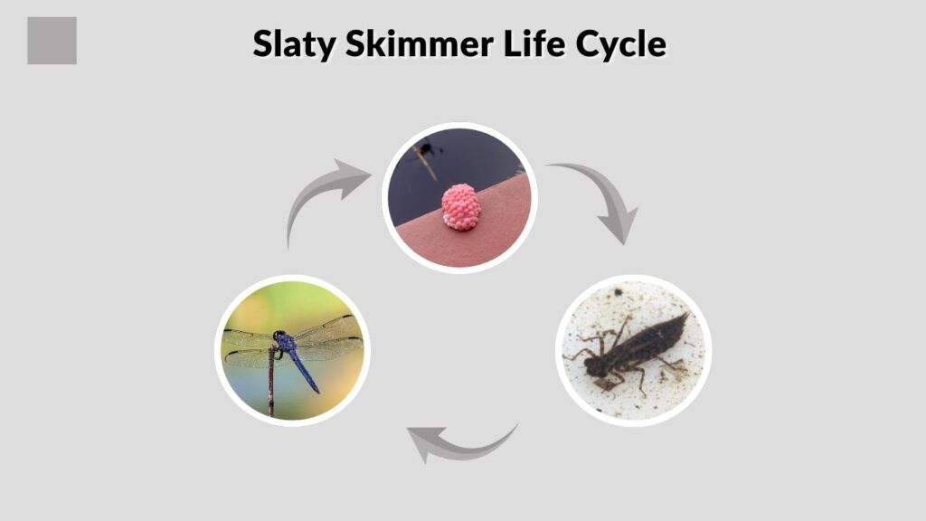 Slaty Skimmer Life Cycle