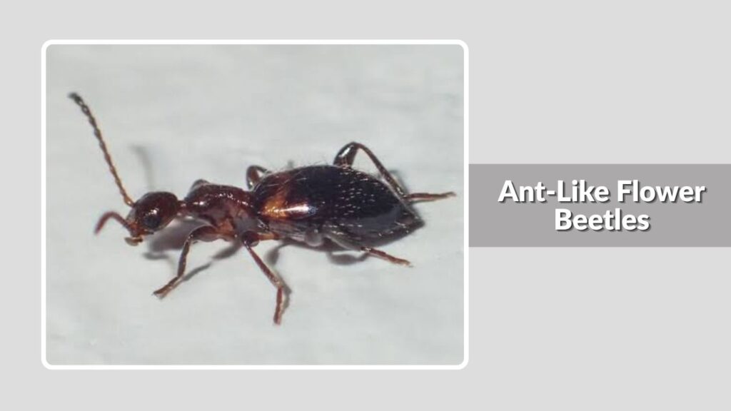 Ant-Like Flower Beetles