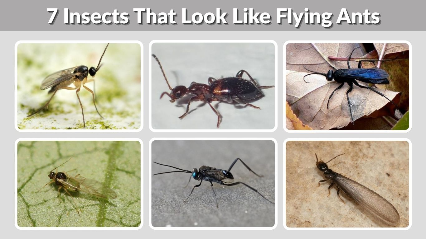 7 Insects That Look Like Flying Ants: Identification Guide