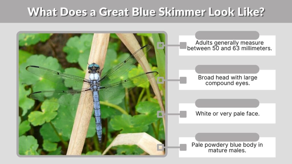 What Does a Great Blue Skimmer Look Like?