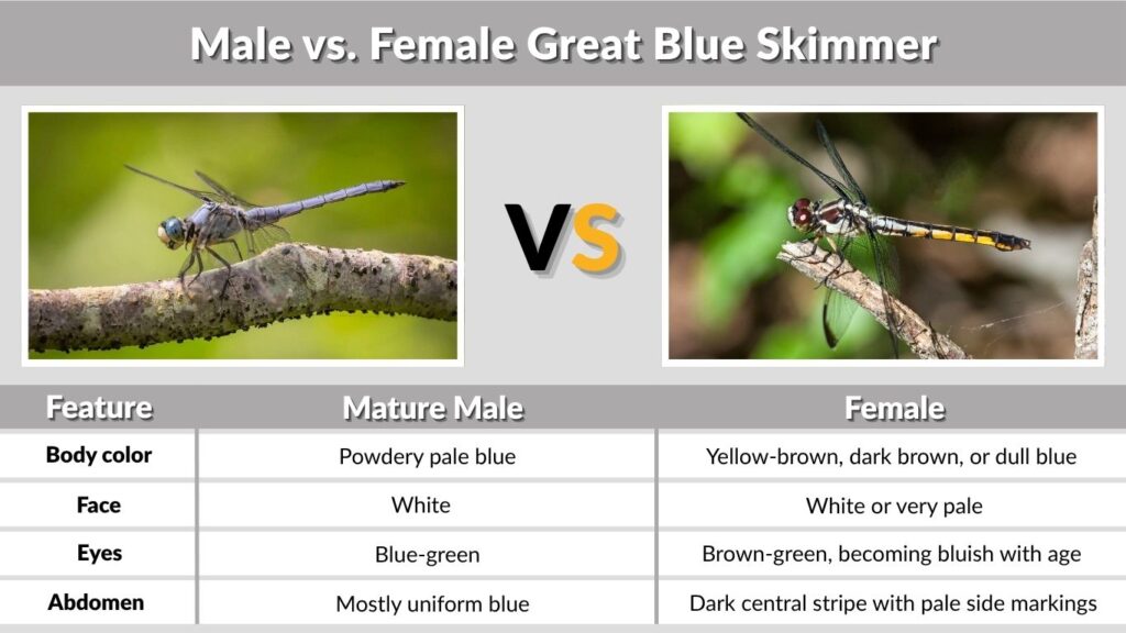 Male vs. Female Great Blue Skimmer