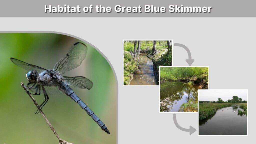Habitat of the Great Blue Skimmer