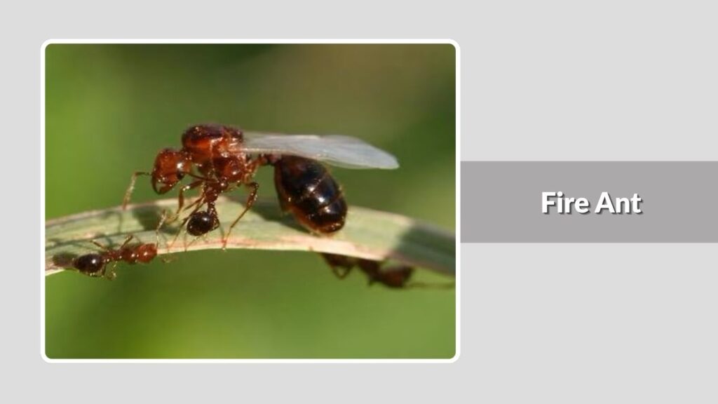 Fire Ant