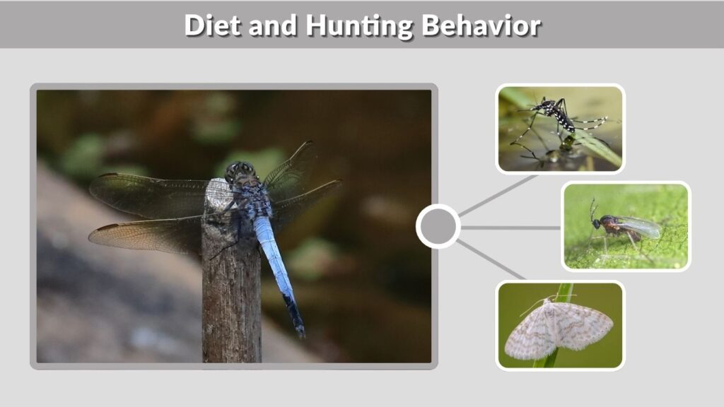 Diet and Hunting Behavior