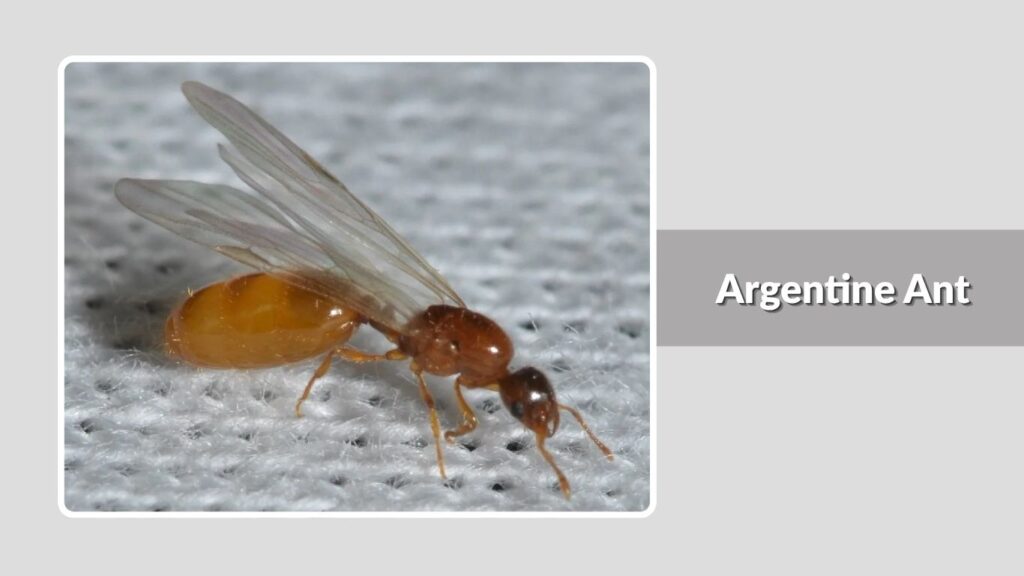 Argentine Ant