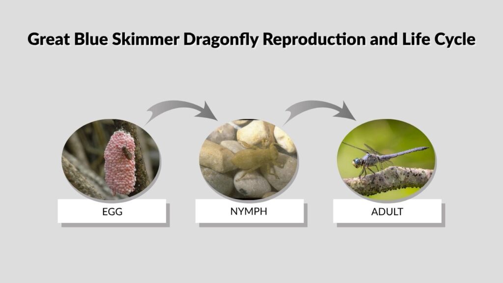 Great Blue Skimmer Dragonfly Reproduction and Life Cycle