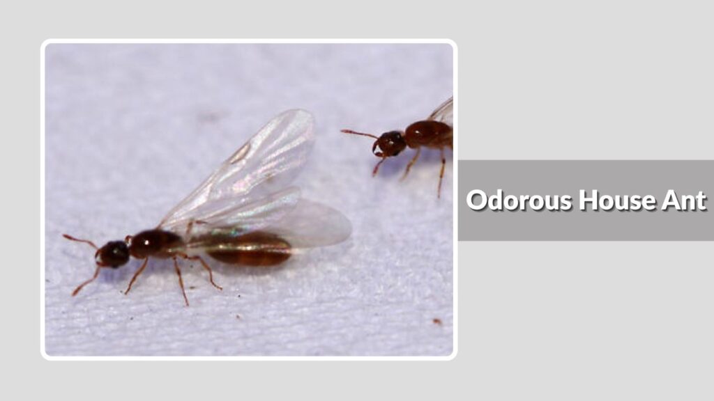 Odorous House Ant