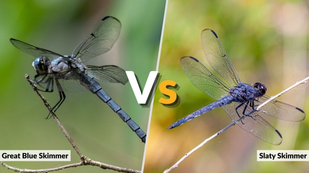Great Blue Skimmer vs. Slaty Skimmer