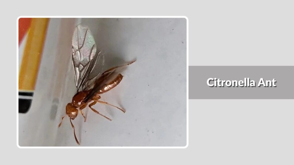 Citronella Ant