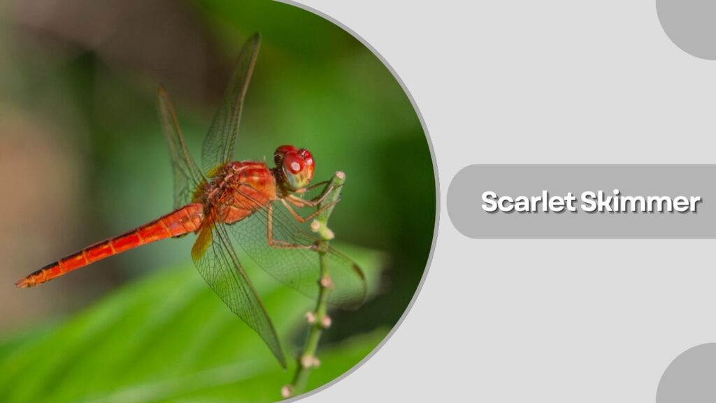 Scarlet Skimmer