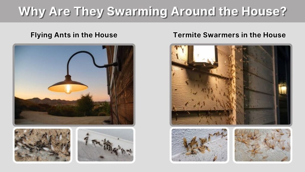Why Are They Swarming Around the House?