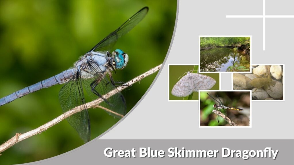Great Blue Skimmer Dragonfly: Identification, Range, and Facts