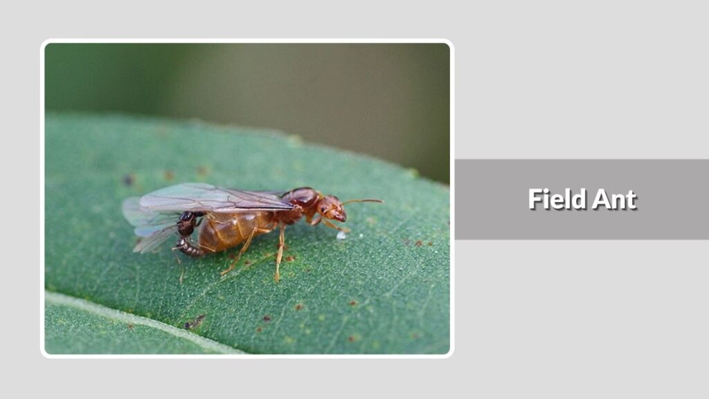 Field Ant