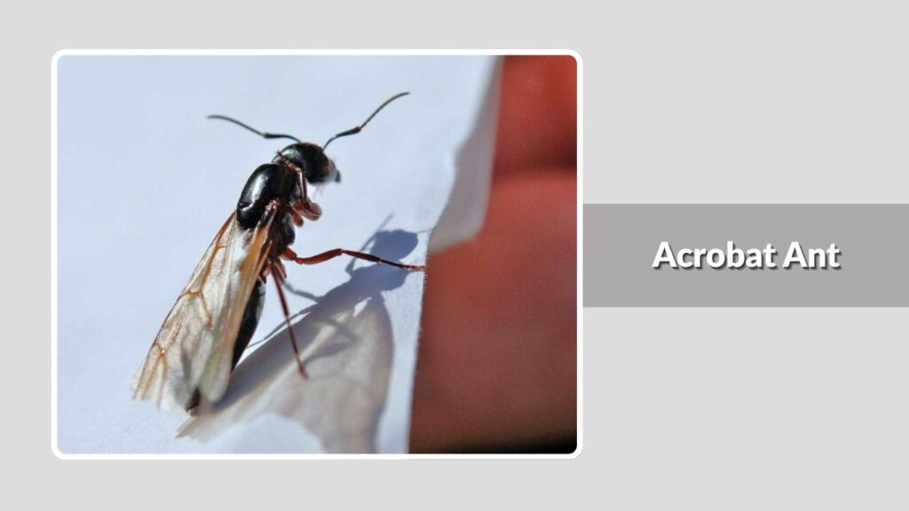 Acrobat Ant