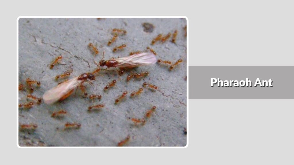 Pharaoh Ant
