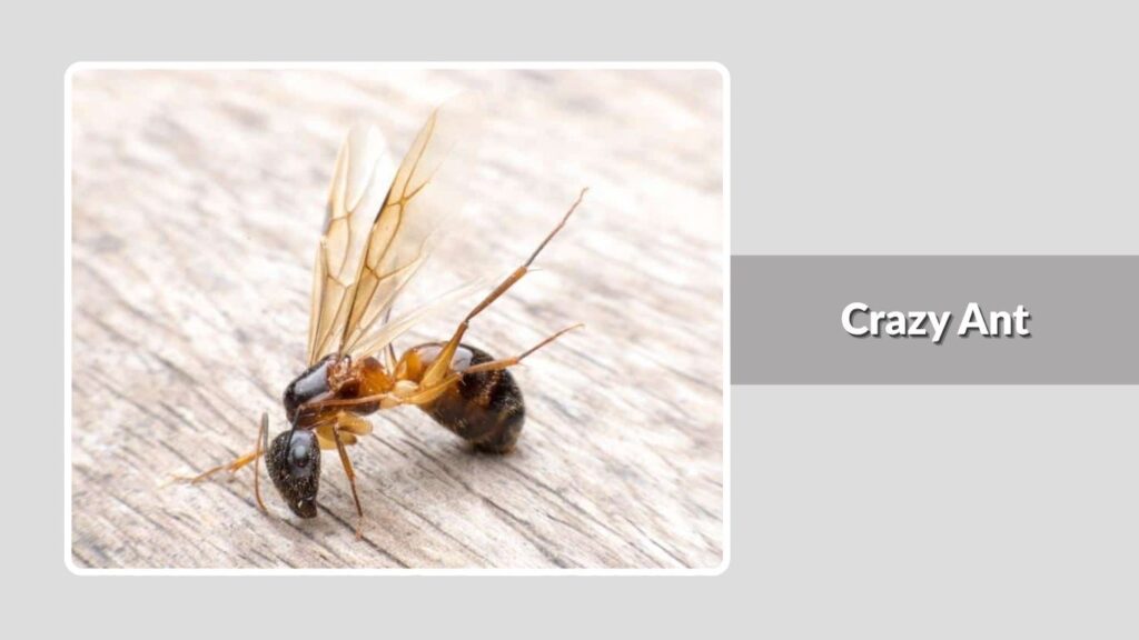 Crazy Ant