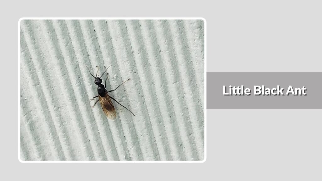 Little Black Ant