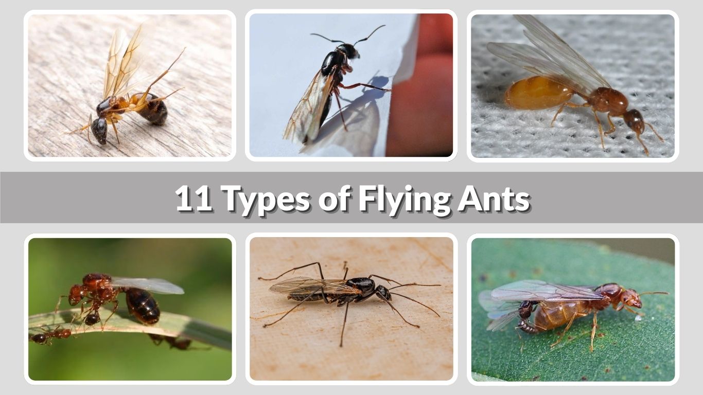 11 Types of Flying Ants: Identification, Habitat, and Risks