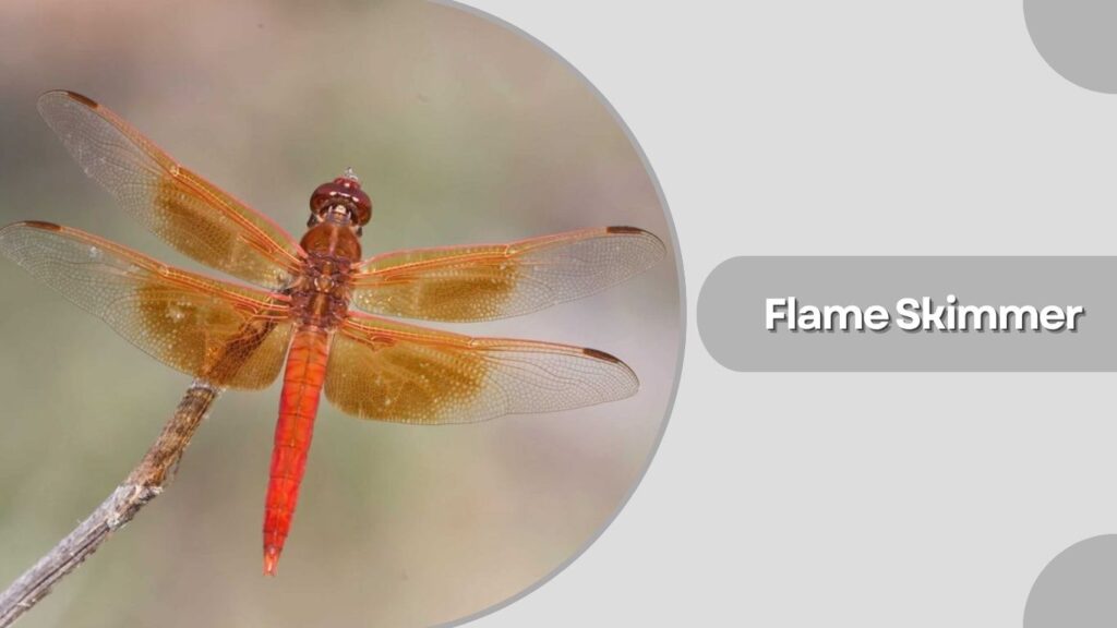 Flame Skimmer