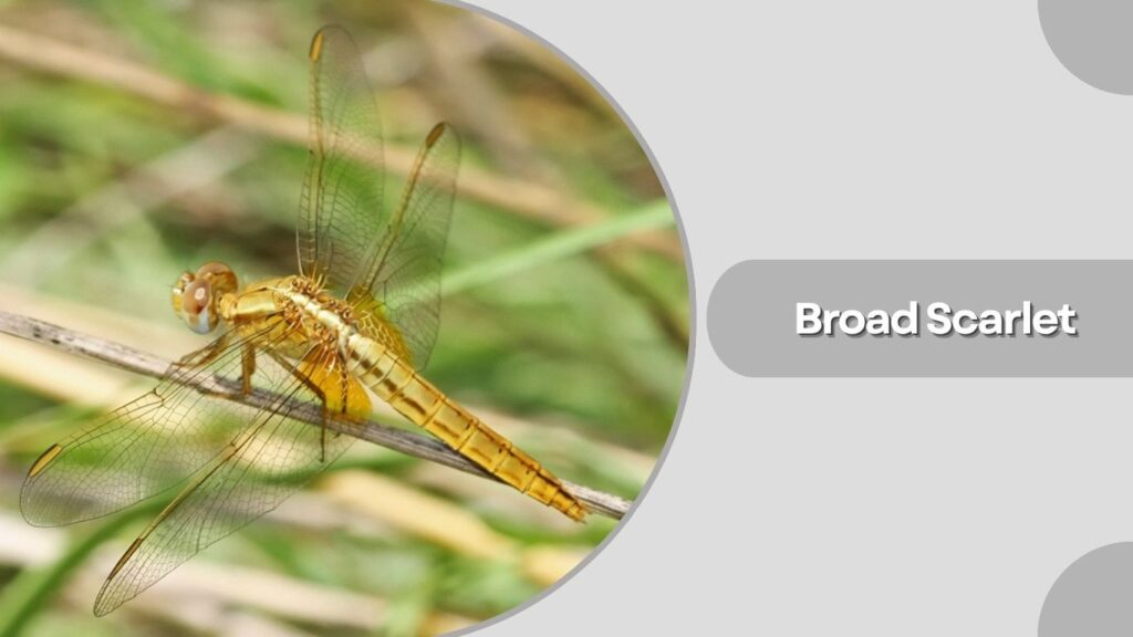 Broad Scarlet