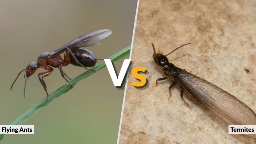 Flying Ants vs. Termites in the House