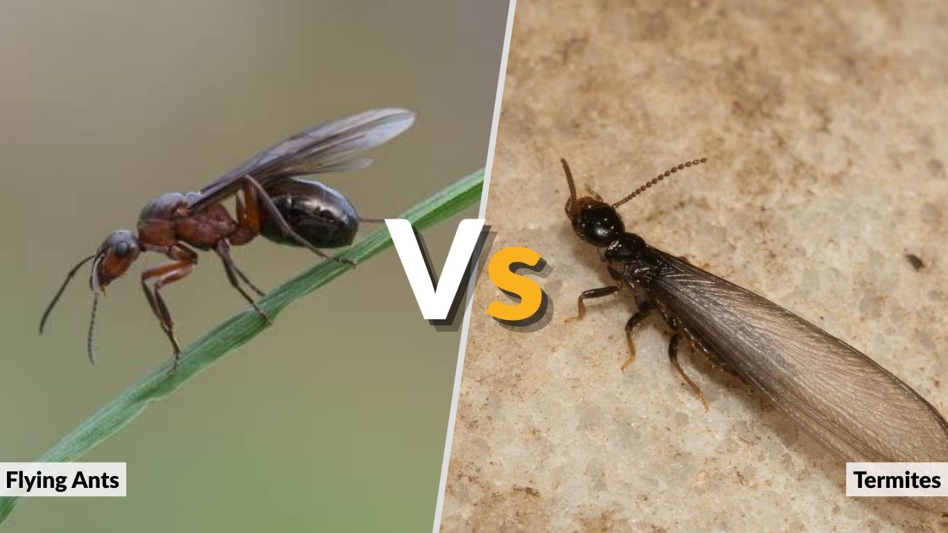 Flying Ants vs. Termites in the House