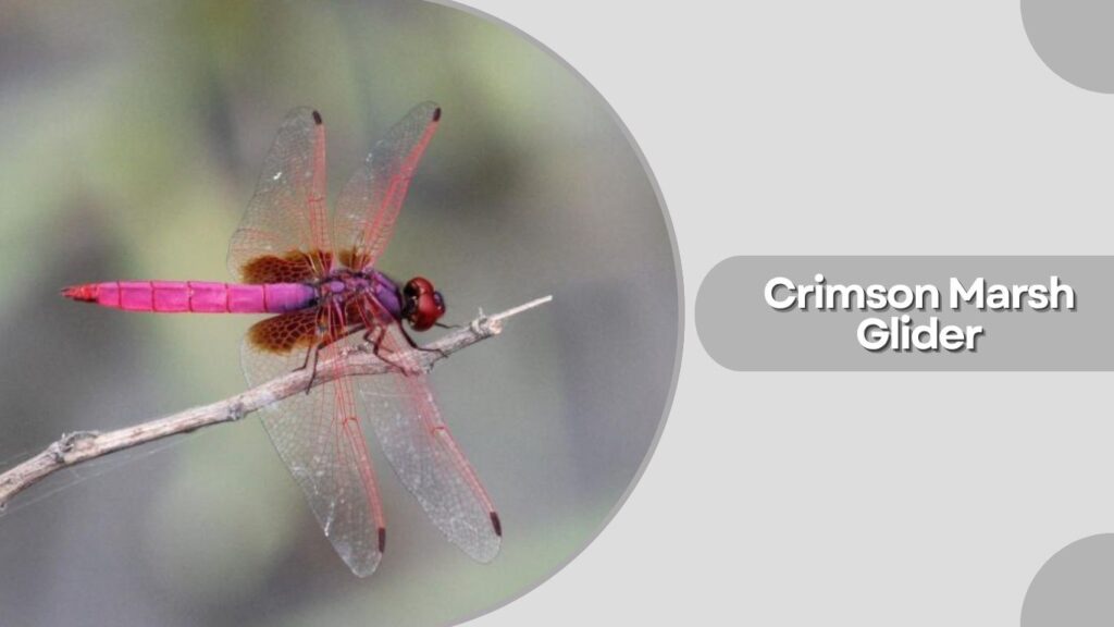 Crimson Marsh Glider