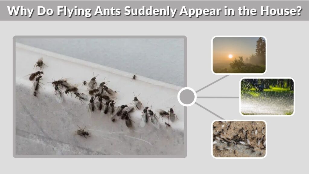 Why Do Flying Ants Suddenly Appear in the House?