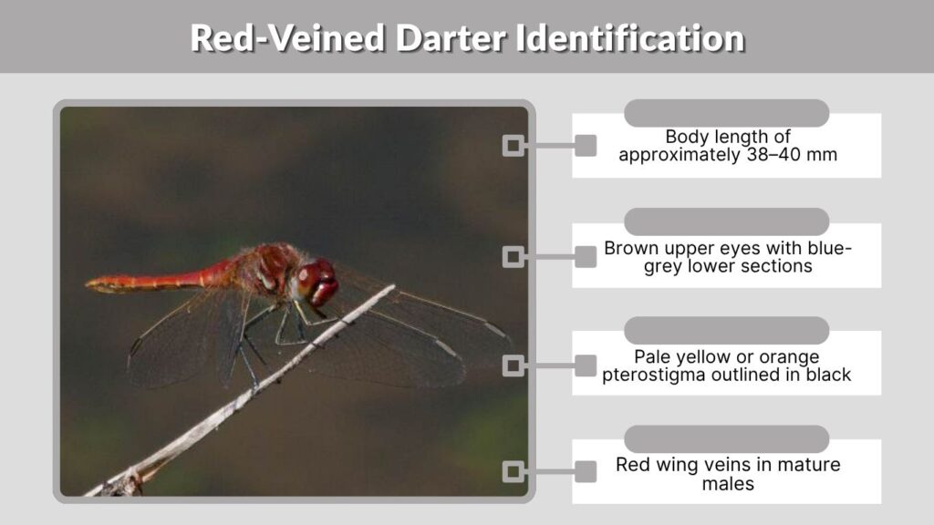 Red-Veined Darter Identification