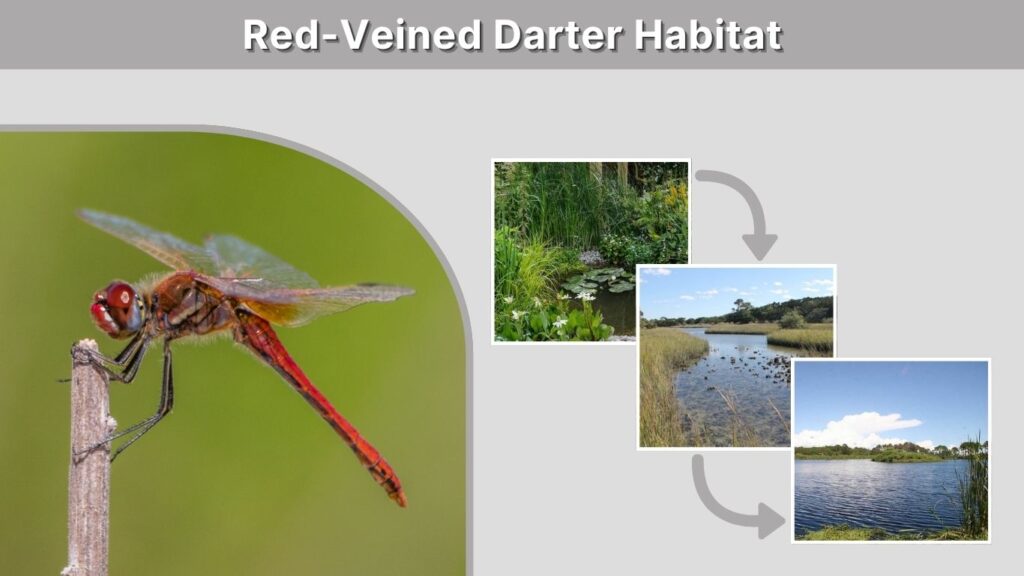 Red-Veined Darter Habitat