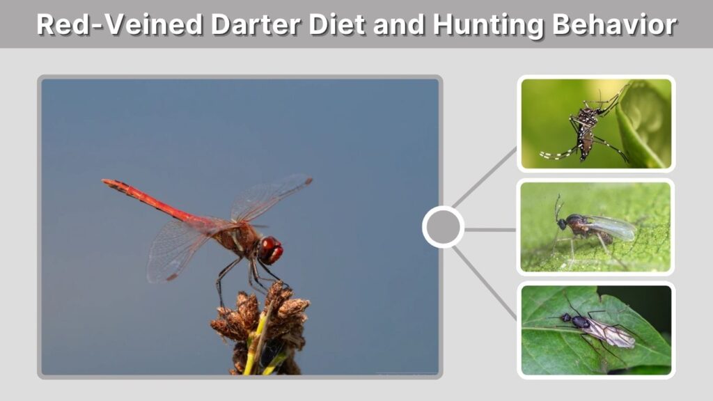 Red-Veined Darter Diet and Hunting Behavior
