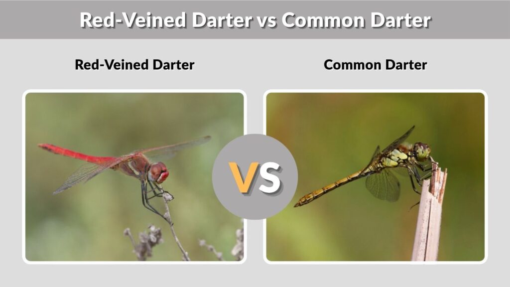 Red-Veined Darter vs Common Darter