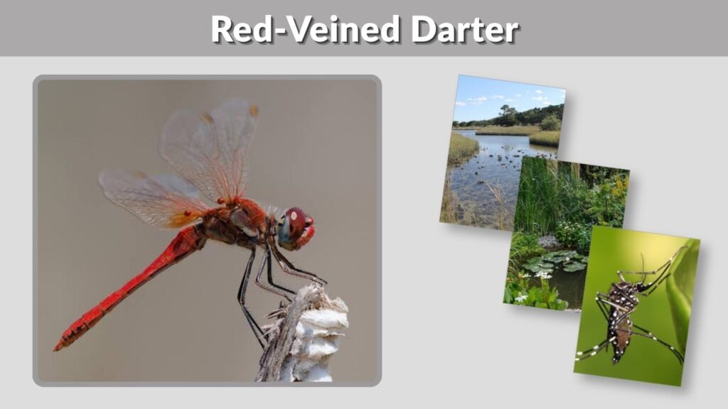 Red-Veined Darter: Identification, Habitat, Diet and Facts