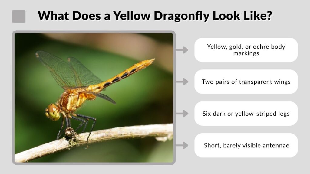 What Does a Yellow Dragonfly Look Like?