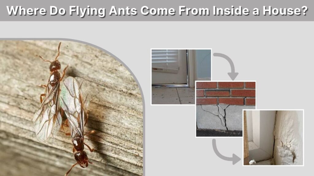 Where Do Flying Ants Come From Inside a House?