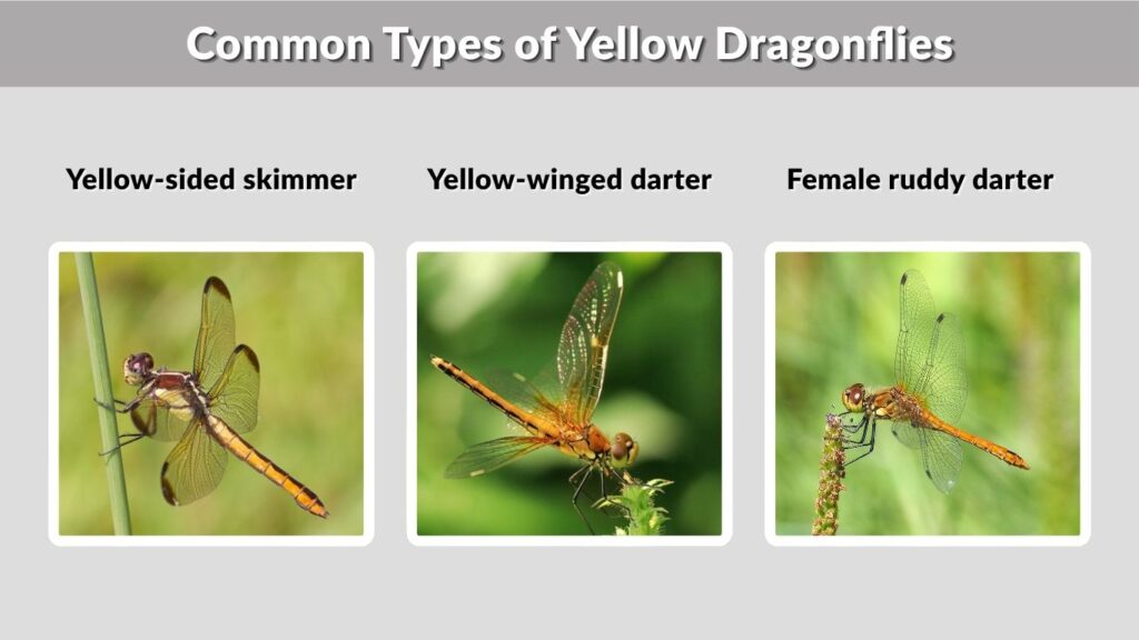 Common Types of Yellow Dragonflies