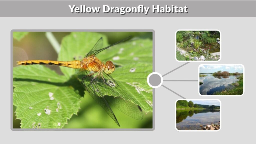 Yellow Dragonfly Habitat