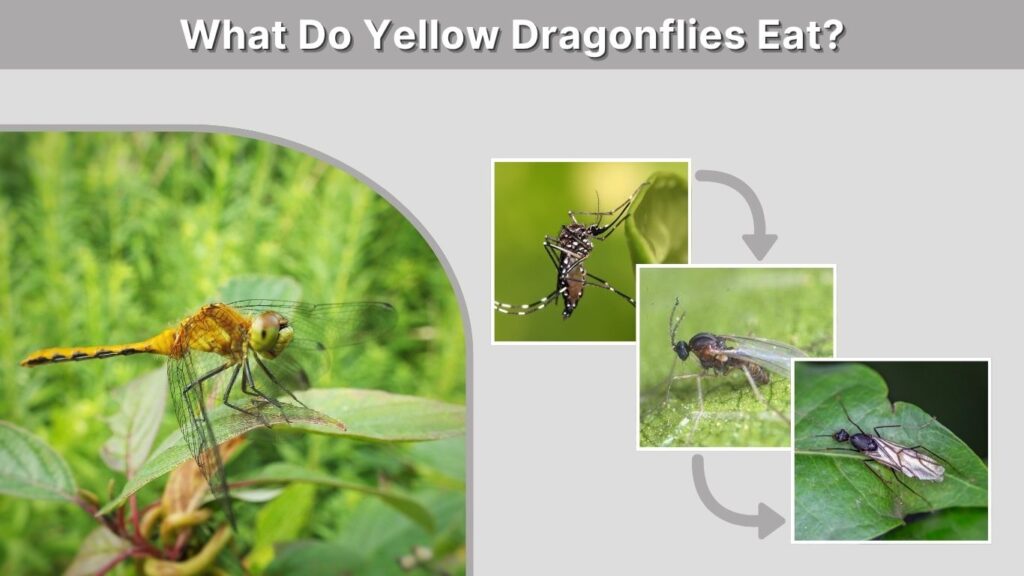 What Do Yellow Dragonflies Eat?