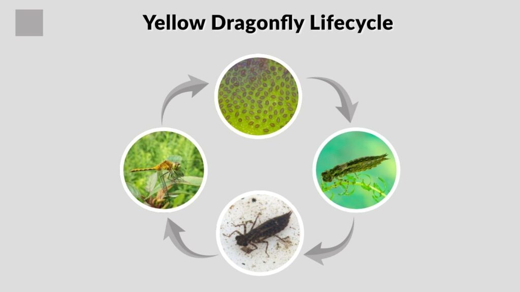 Yellow Dragonfly Lifecycle