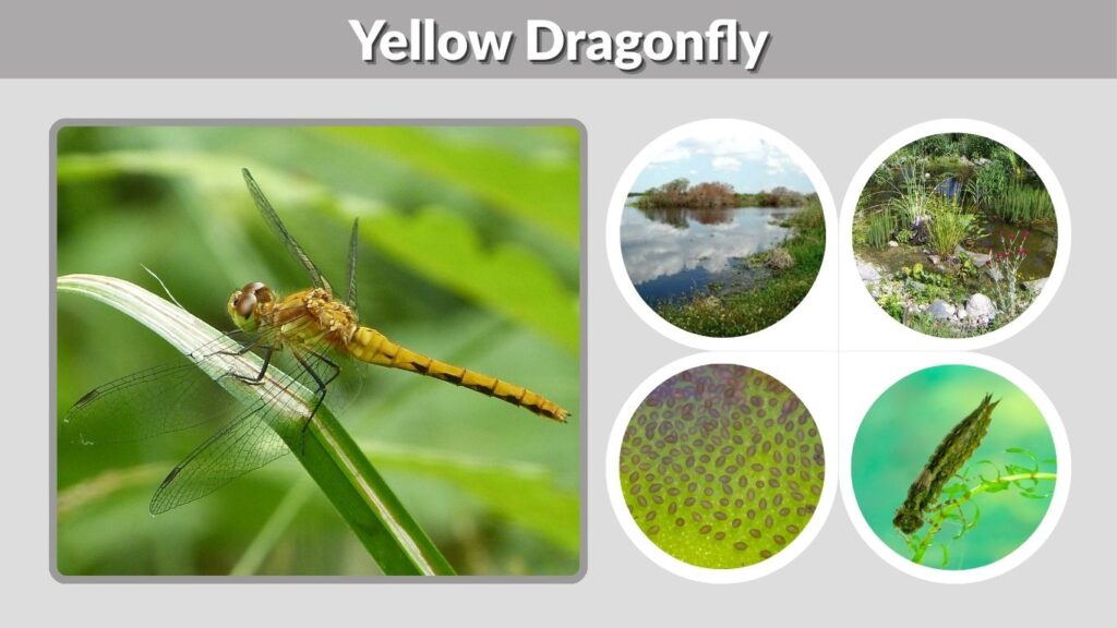 Yellow Dragonfly: Size, Color, Habitat, Diet and Lifecycle
