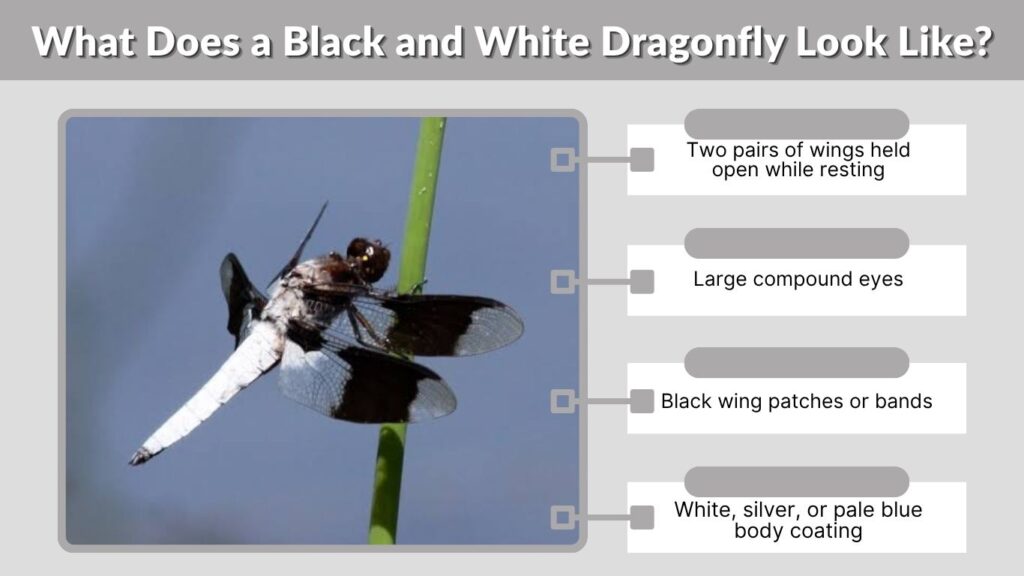 What Does a Black and White Dragonfly Look Like?