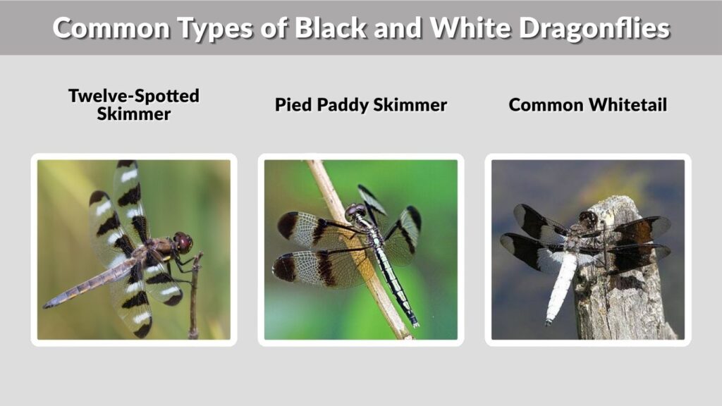 Common Types of Black and White Dragonflies