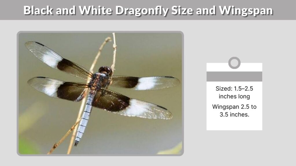 Black and White Dragonfly Size and Wingspan
