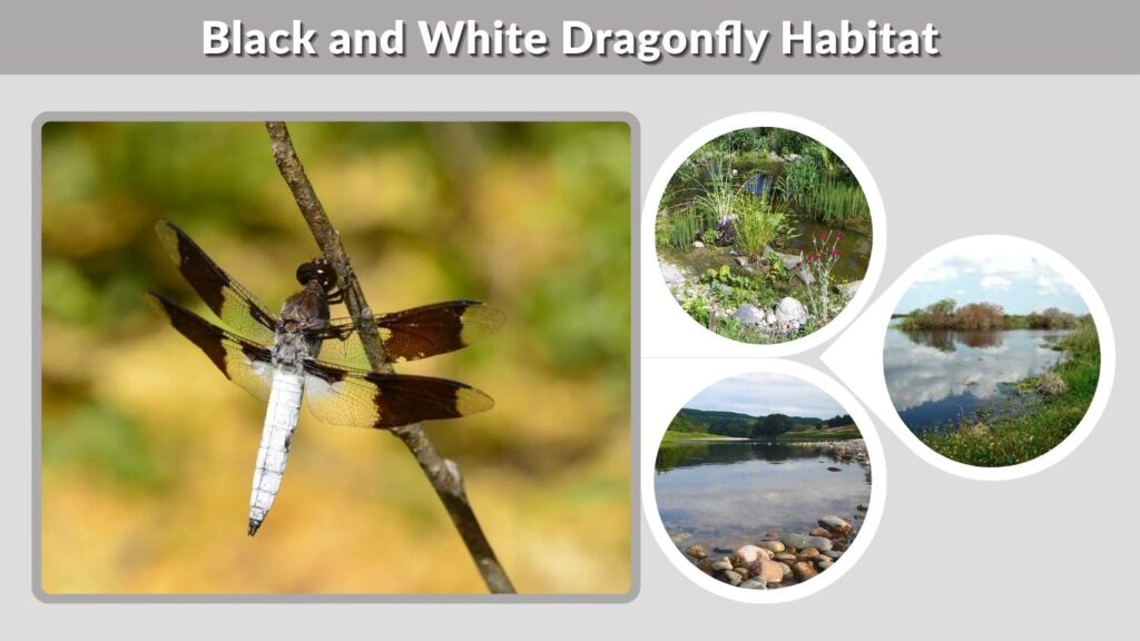 Black and White Dragonfly Habitat