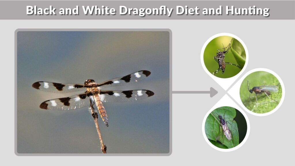 Black and White Dragonfly Diet and Hunting