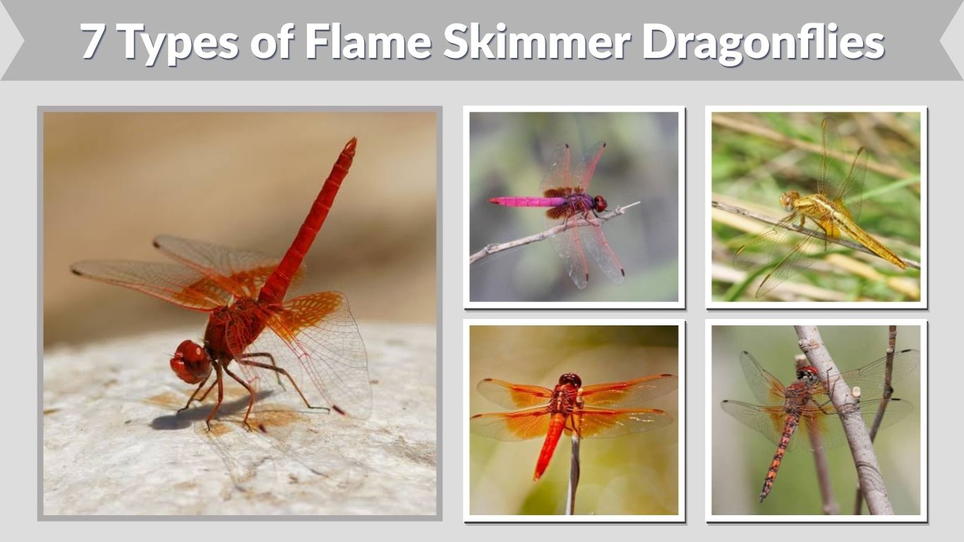 7 Types of Flame Skimmer Dragonflies: Identification Guide