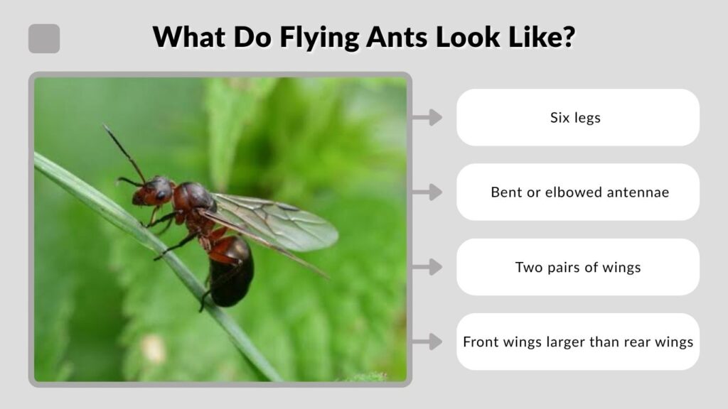 What Do Flying Ants Look Like?